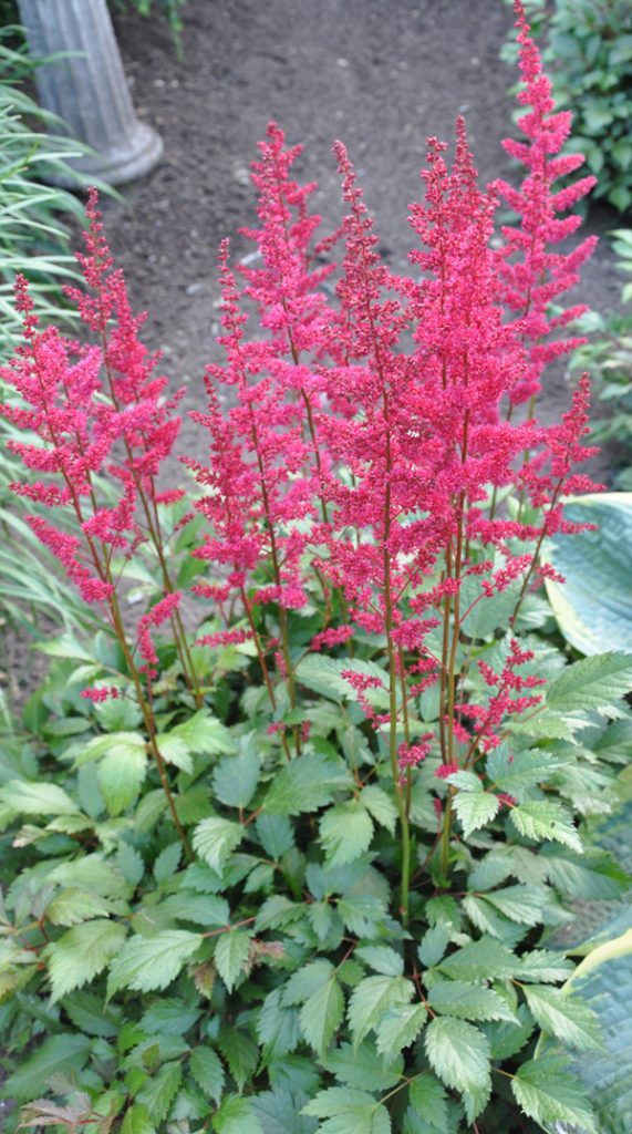 small skinny red flowers